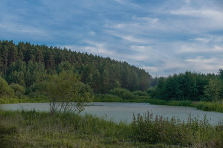 Swampy lake in the forest on a meadow in summer. high quality photo