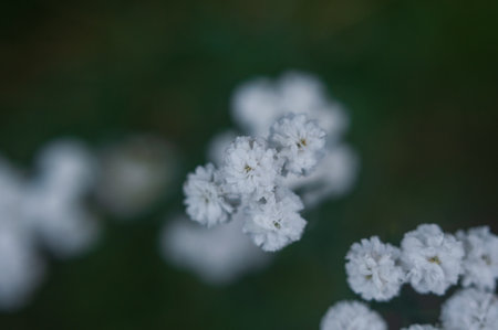 closeup of small white flowers. high quality photoの写真素材