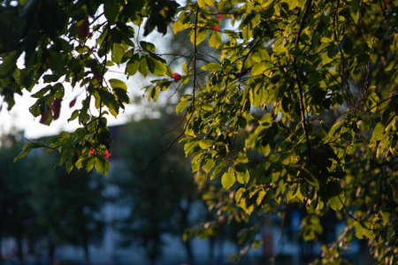 autumn apple tree in the rays of the setting sun. autumn apple tree at sunset. high quality photo