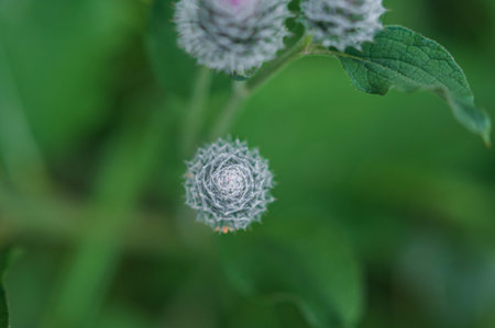 close-up photo of bursting burdock. high quality photo