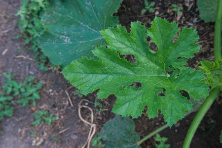 raspberry shot of green zucchini leaves. high quality photoの写真素材