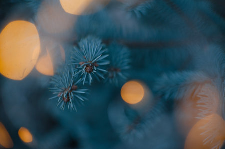 Spruce branches, Christmas tree, spruce branches close-up. high quality photoの写真素材