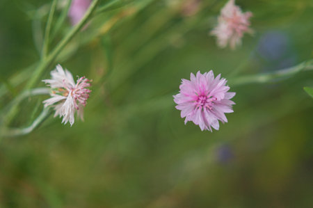 one cornflower is large. Closeup of a field flower cornflower. high quality photoの写真素材