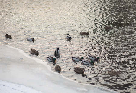 flock of ducks on the river in winter. high quality photoの写真素材