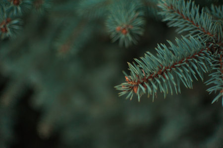 Spruce branches, Christmas tree, spruce branches close-up. high quality photoの写真素材