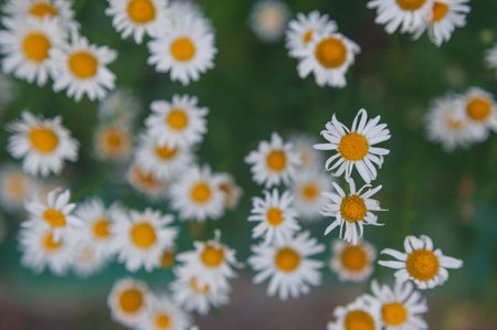 chamomile close up. Macro photography of wild white flower. high quality photo