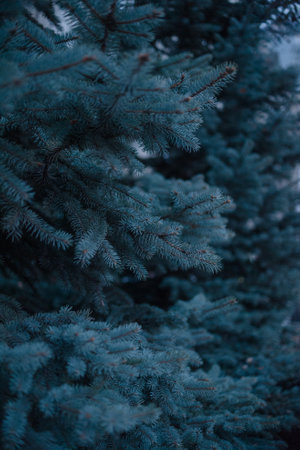 Spruce branches, Christmas tree, spruce branches close-up. high quality photoの写真素材