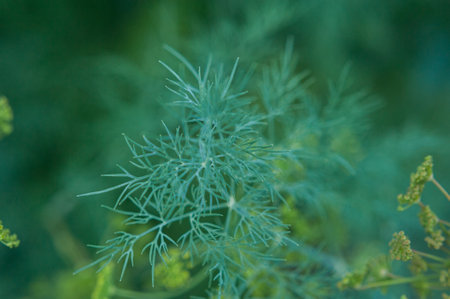 dill inflorescences. homemade dill. dill in the garden. young dill. high quality photoの写真素材
