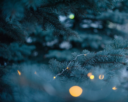 Spruce branches, Christmas tree, spruce branches close-up. high quality photoの写真素材
