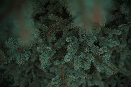 Spruce branches, Christmas tree, spruce branches close-up. high quality photo