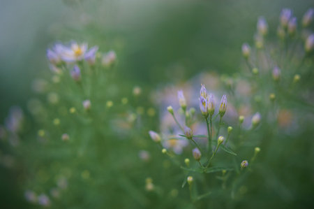 Symphyotrichum cordifolium. blue wood aster. high quality photo