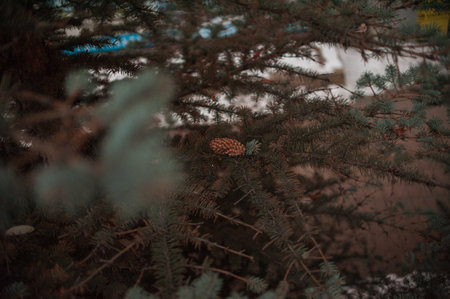 Spruce branches, Christmas tree, spruce branches close-up. high quality photoの写真素材