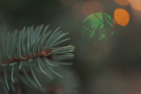 Spruce branches, Christmas tree, spruce branches close-up. high quality photo