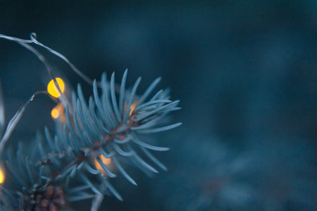 Spruce branches, Christmas tree, spruce branches close-up. high quality photoの写真素材