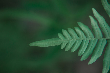 closeup of a green leaf of fern. high quality photo