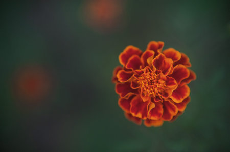 Small flowered barhats. marigold flower. high quality photo