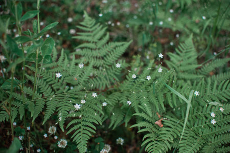 Thickets of green fern in the forest. Small white flowers in a thicket of fern leaves. high quality...