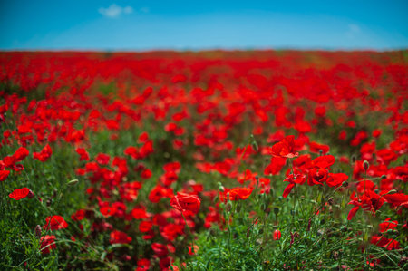 The southern sun illuminates the fields of red garden poppies. The concept of rural tourism. Poppy fieldsの写真素材
