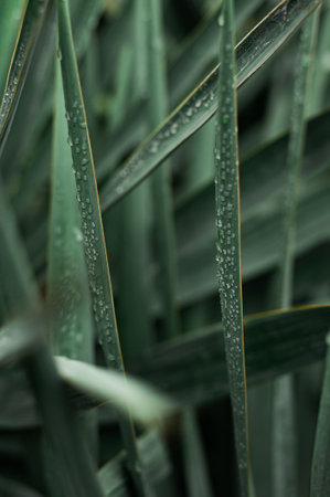 Green yucca leaves in water drops after rain. Palm tree after rain. selective focus