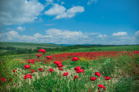 The southern sun illuminates the fields of red garden poppies. The concept of rural tourism. Poppy fieldsの写真素材