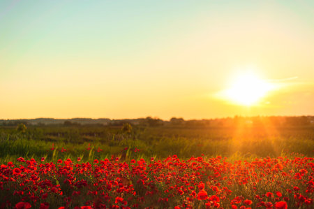 The southern sun illuminates the fields of red garden poppies. The concept of rural tourism. Poppy fields at golden hourの写真素材