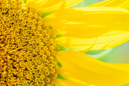 sunflower flower close up. Macro. floral backgroundの写真素材