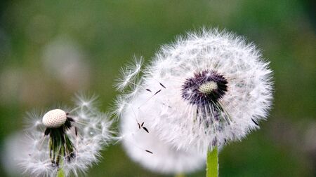 Three dandelion, close-up, with the background blurredのeditorial素材