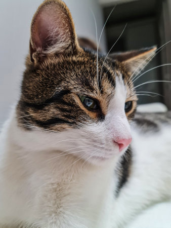 Close-up of a cat watching a person drinking coffee, reflected in the pupil of a cup of coffeeの写真素材