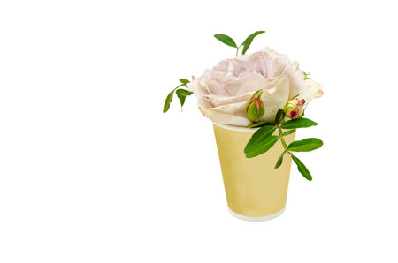 A close-up of a soft pastel rose with delicate petals, placed in a simple, muted yellow paper cup. Isolated backgroundの写真素材