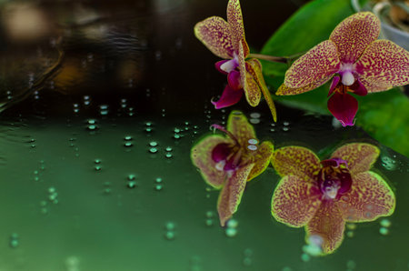 Close-up of speckled orchids with delicate pink and yellow petals reflected on a glossy surface decorated with water droplets.の写真素材
