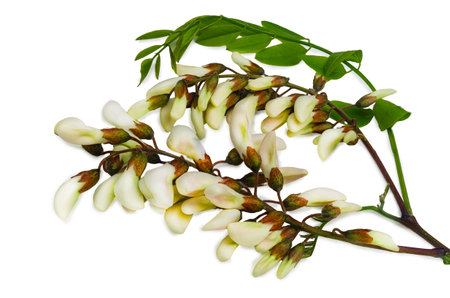 Close-up of acacia branch decorated with white buds and green leaves, showing the delicate beauty of nature in spring.の写真素材