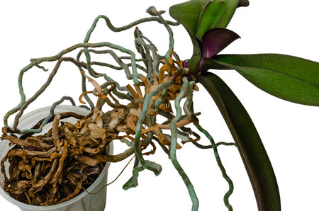 Close-up of an orchid plant with exposed, tangled aerial roots and dry, rotting root material in a plastic pot. The green leaves remain healthy, contrasting with the decaying root system against a white background.の写真素材
