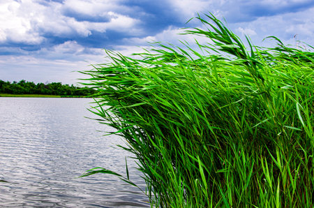 Vibrant green reeds sway gently by the edge of a serene lake under a dramatic cloudy sky, capturing the peaceful beauty of nature.の写真素材