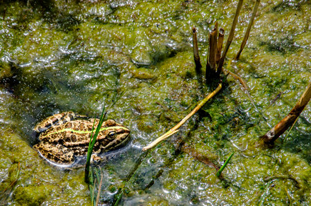 A vibrant green frog camouflaged in a shallow, algae-covered swamp, surrounded by still water and emergent reeds, capturing the essence of wetland wildlife in its natural habitat.の写真素材