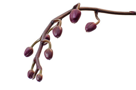 A close-up, studio-isolated shot of a dark purple Phalaenopsis orchid floral spike featuring multiple unblown buds, symbolizing springtime, growth, and natural elegance.の写真素材