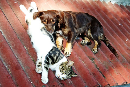 cat and dog
