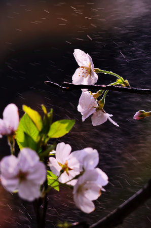 Cherry blossom
