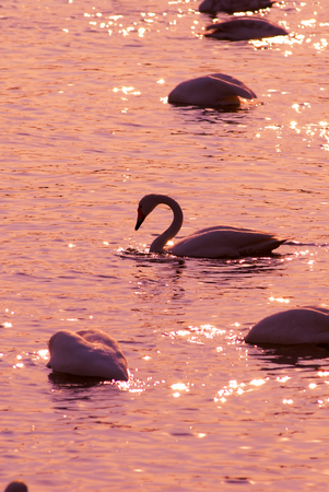 Swan in the sunsetの写真素材