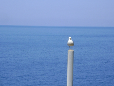 bird standing stillの写真素材