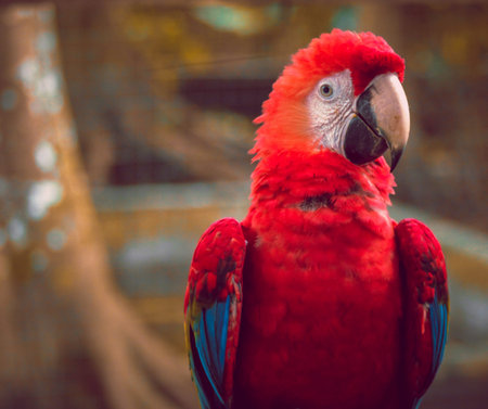 Beautiful bird with colorful plumage and great intense look