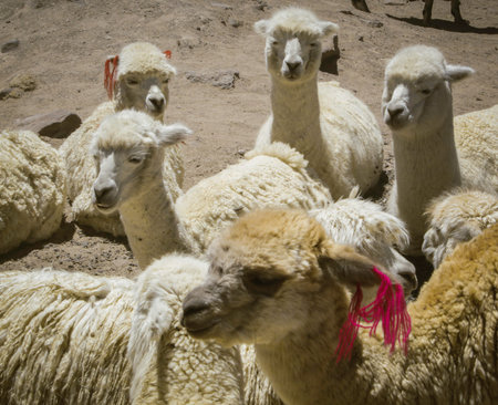 Group of Alpacas and Llamas looking people while they are taken pictures by tourists that come to Colca Canyonの写真素材