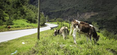Cows are eating pasture on both sides of a road in a sunny day in springの写真素材