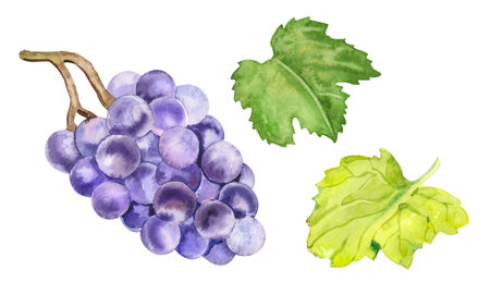 Watercolor hand painted black grapes fruit and leaves. Watercolor hand drawn illustration isolated on white background.の写真素材