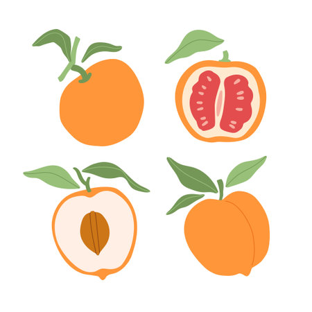 Vector tasty peaches and oranges, leaves and slices illustration collection. Modern hand drawn orange fruits clip art set for books, stationery, banners and social mediaのイラスト素材