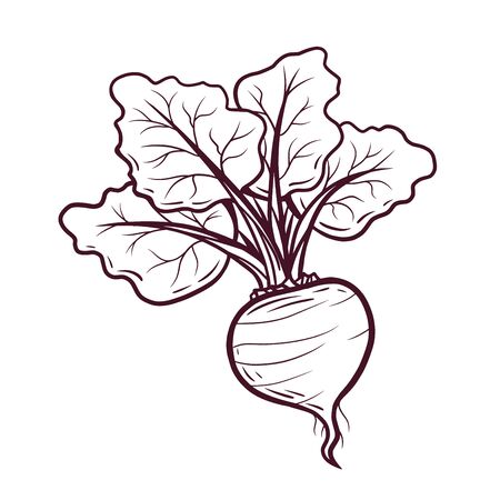 Hand drawn beet vector illustration on white backgroundのイラスト素材