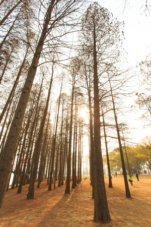 Winter Sun treeの写真素材