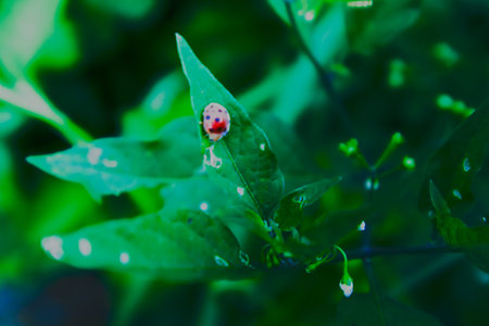 an insect perched on a green leaf