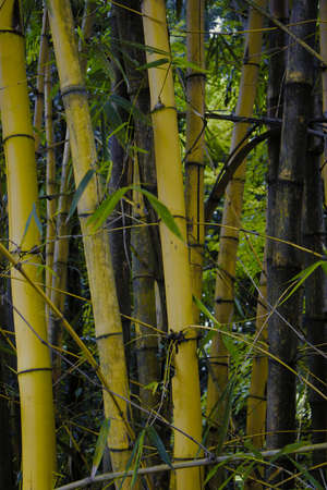 yellow bamboo segment in a gardenの写真素材