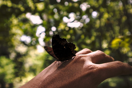 the butterfly perches on the hand