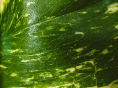 green leaf texture taken with a macro lens